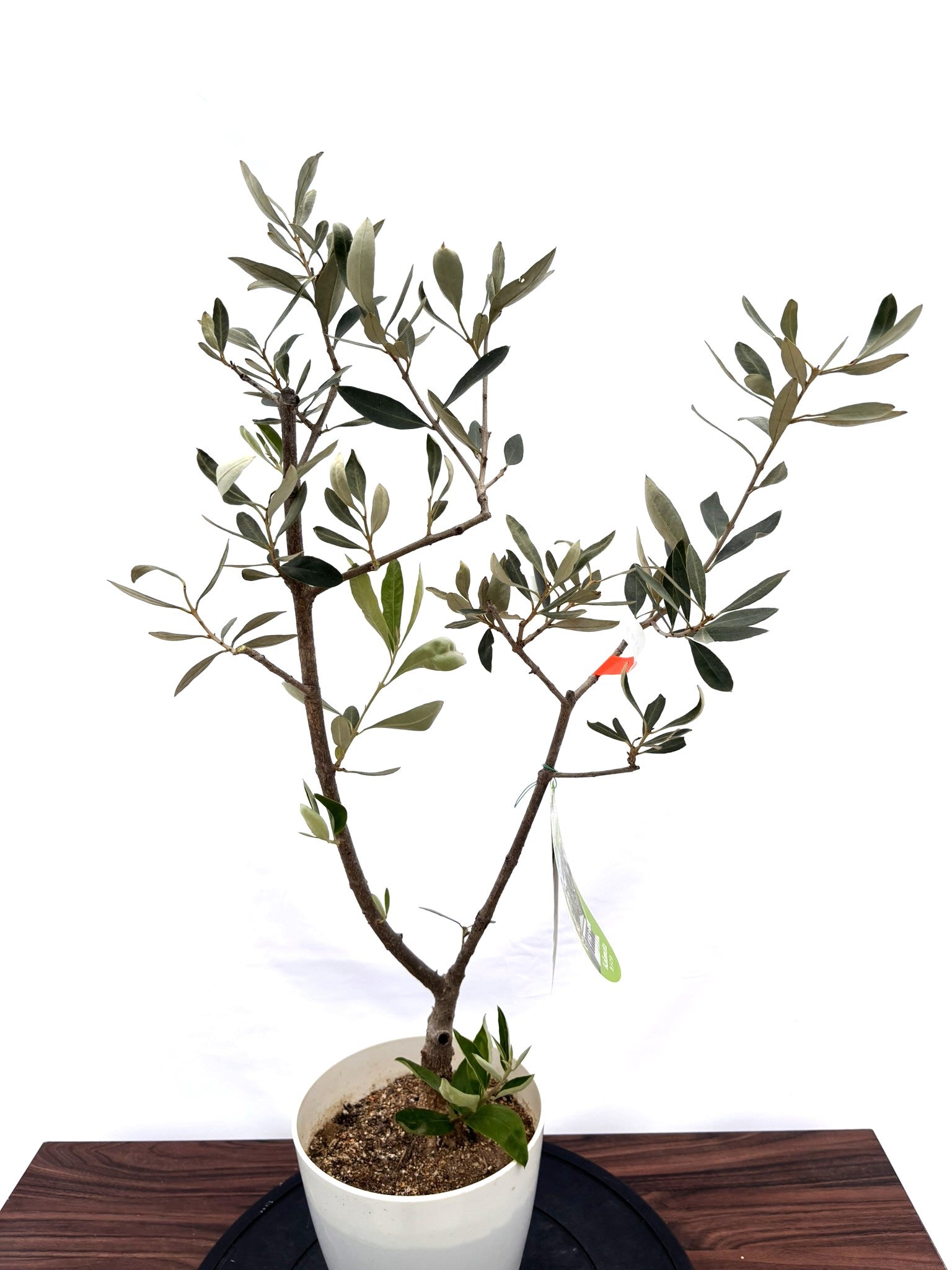 NEWカラマタ（オリーブの木）｜XSサイズ｜NO.10818｜約85cm｜希少