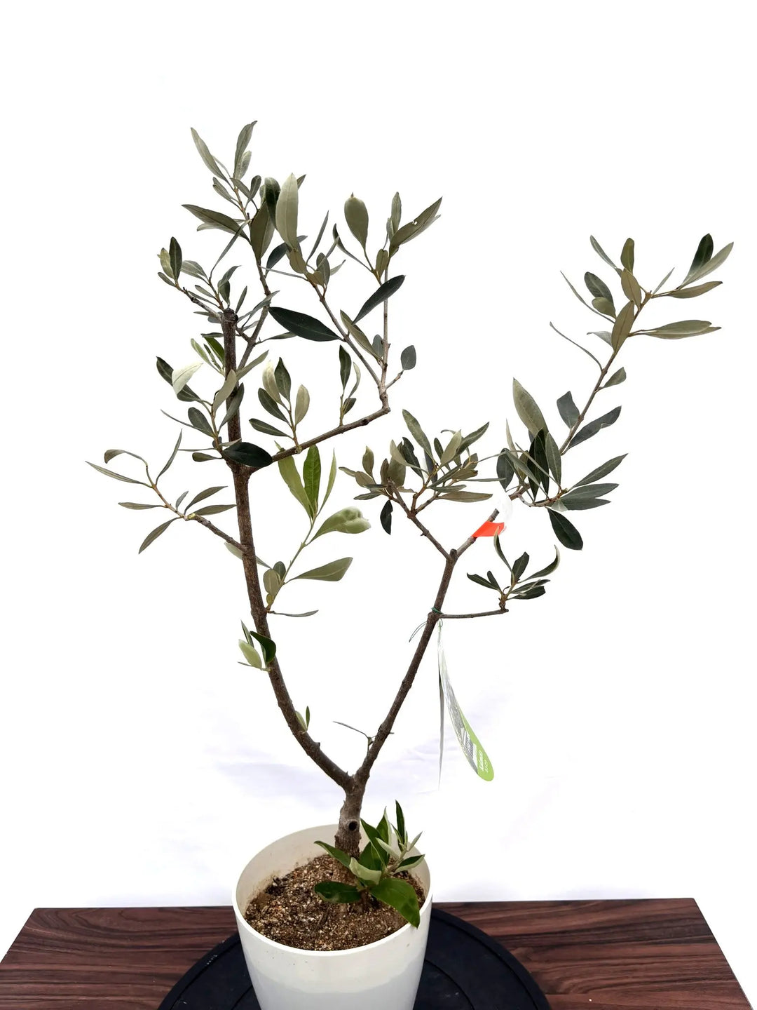 NEWカラマタ（オリーブの木）｜XSサイズ｜NO.10818｜約85cm｜希少
