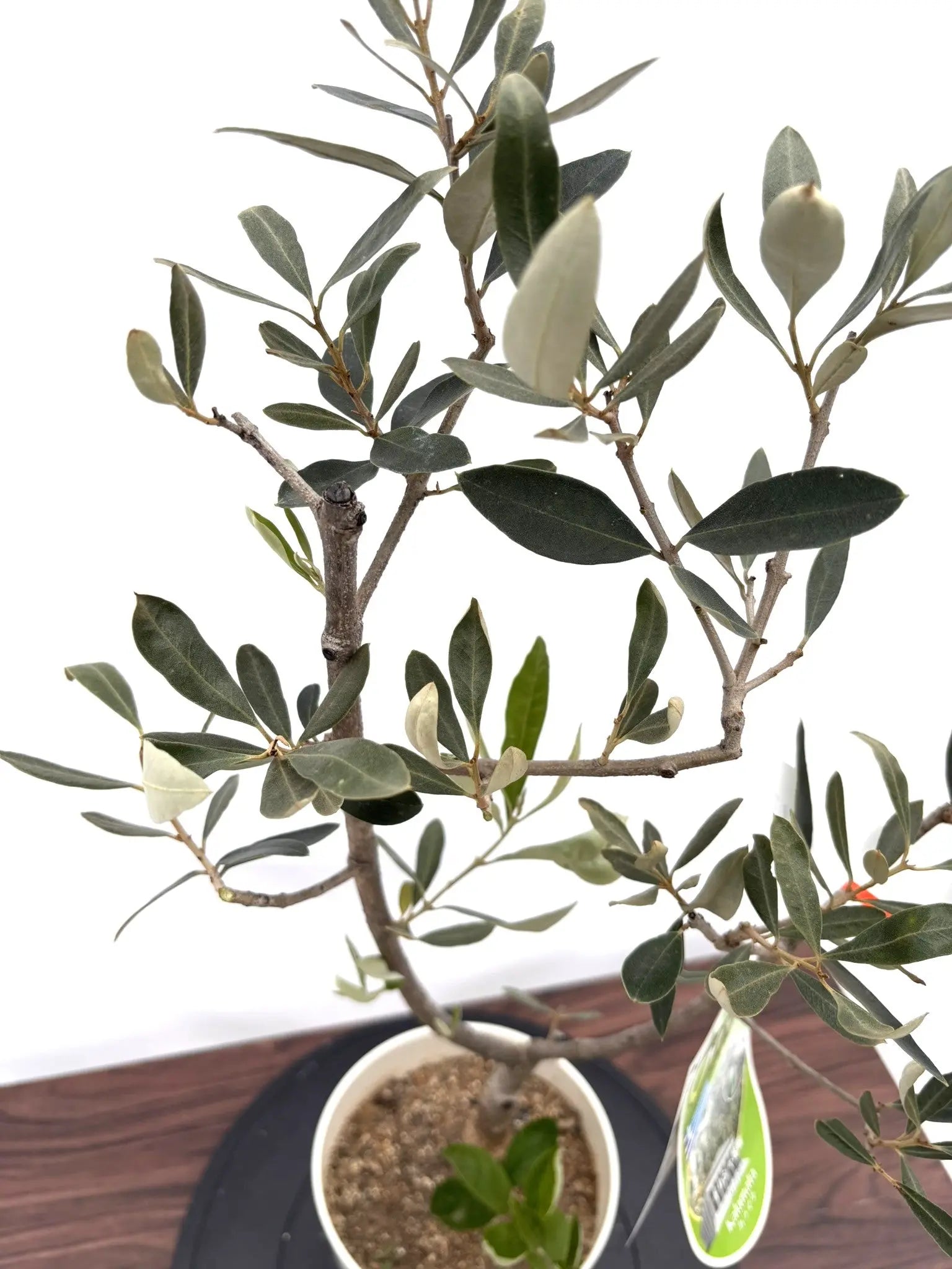 【希少】オリーブの木 カラマタ NEWカラマタ（オリーブの木）｜XSサイズ｜NO.10818｜約85cm｜希少