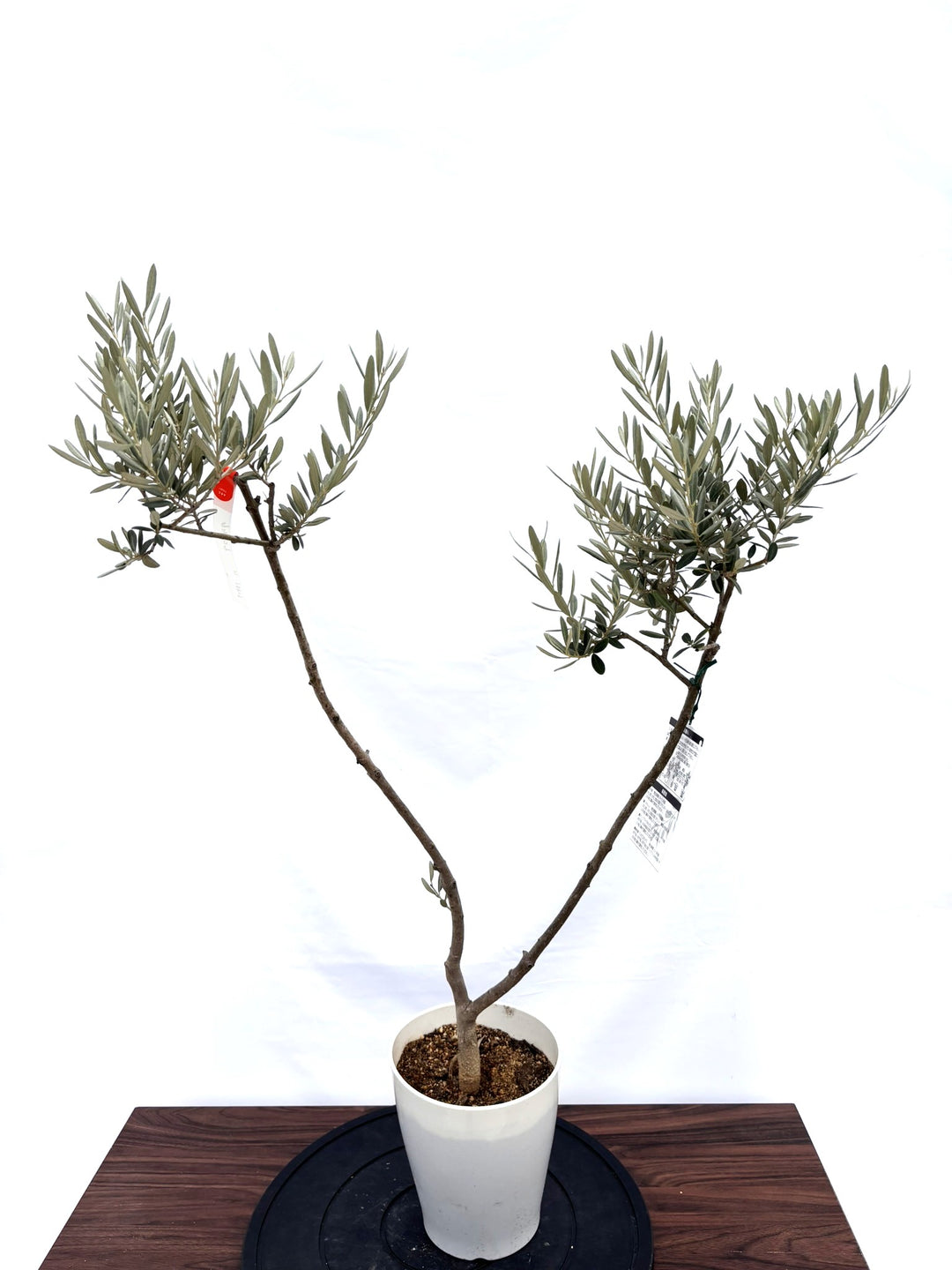 NEWタラスコア（オリーブの木）｜XSサイズ｜NO.10819｜約95cm｜希少