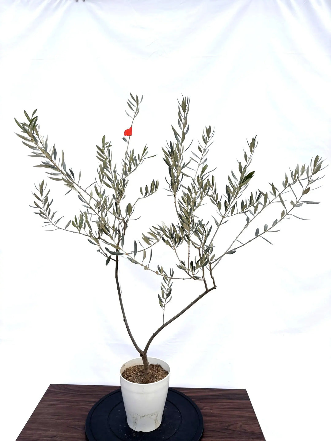 NEWバロウニ（オリーブの木）｜XSサイズ｜NO.10820｜約110cm｜希少・大