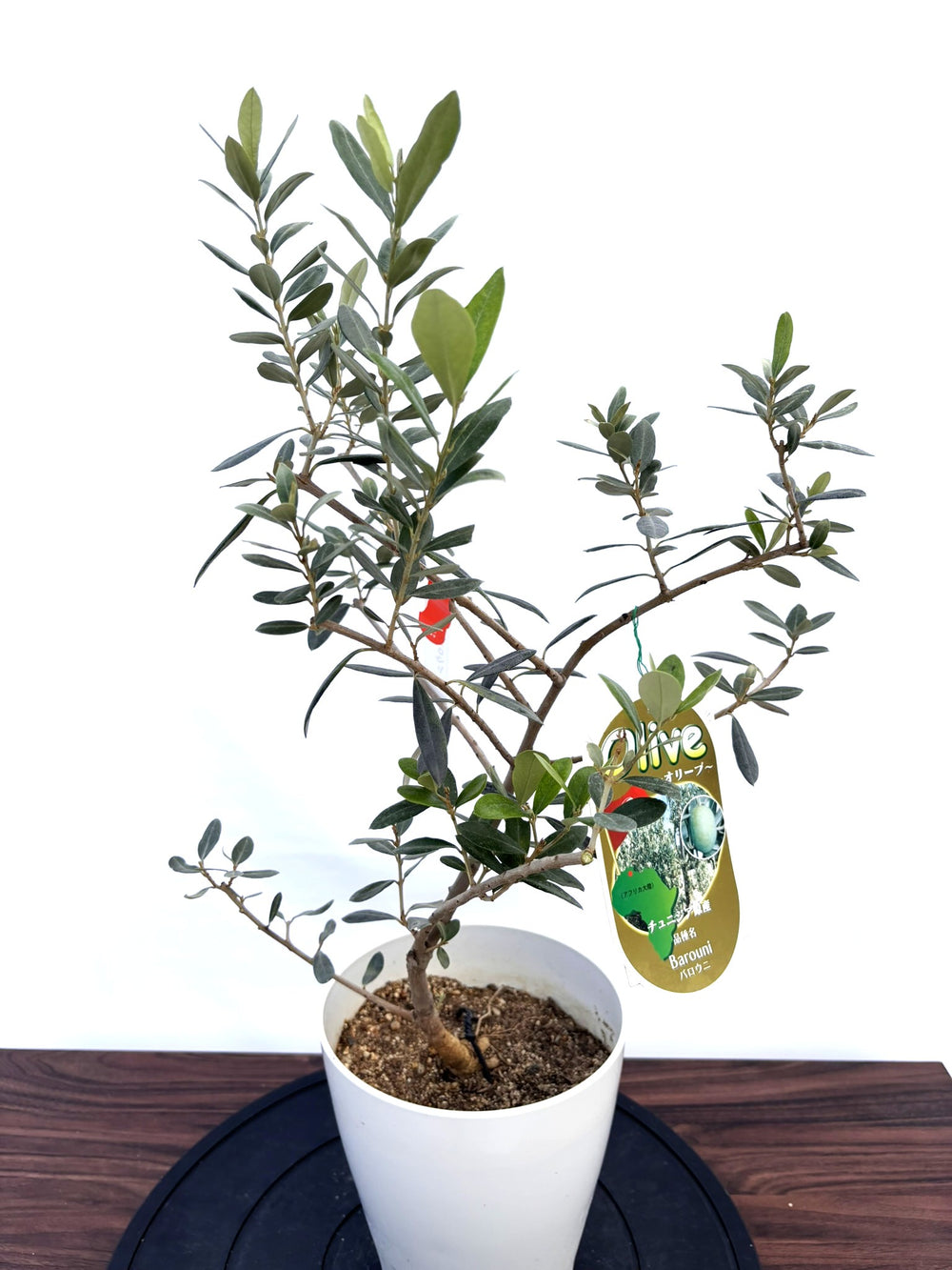 希少品種 - 株式会社鶴亀園