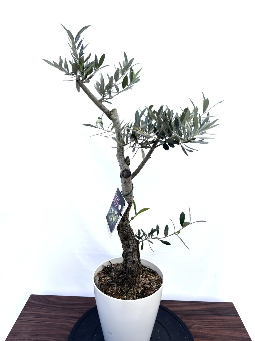 NEWピクアル（オリーブの木）｜Sサイズ｜NO.10822｜約90cm｜人気・銀葉