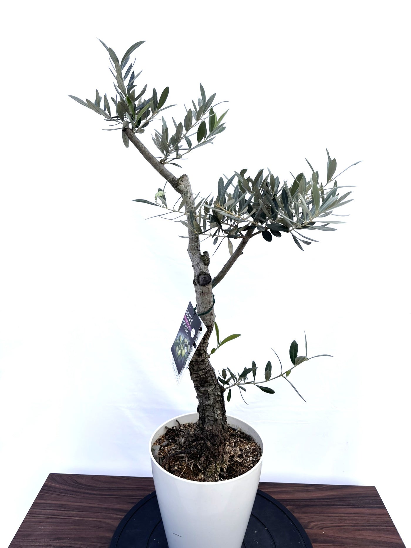 NEWピクアル（オリーブの木）｜Sサイズ｜NO.10822｜約90cm｜人気・銀葉・自家受粉