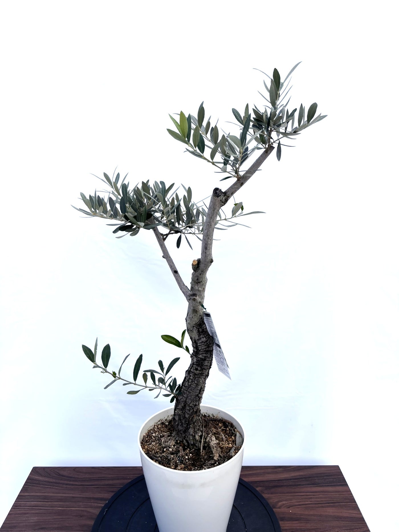 NEWピクアル（オリーブの木）｜Sサイズ｜NO.10822｜約90cm｜人気・銀葉・自家受粉