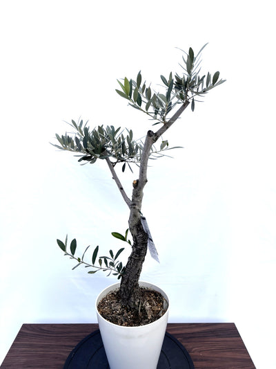 NEWピクアル（オリーブの木）｜Sサイズ｜NO.10822｜約90cm｜人気・銀葉・自家受粉