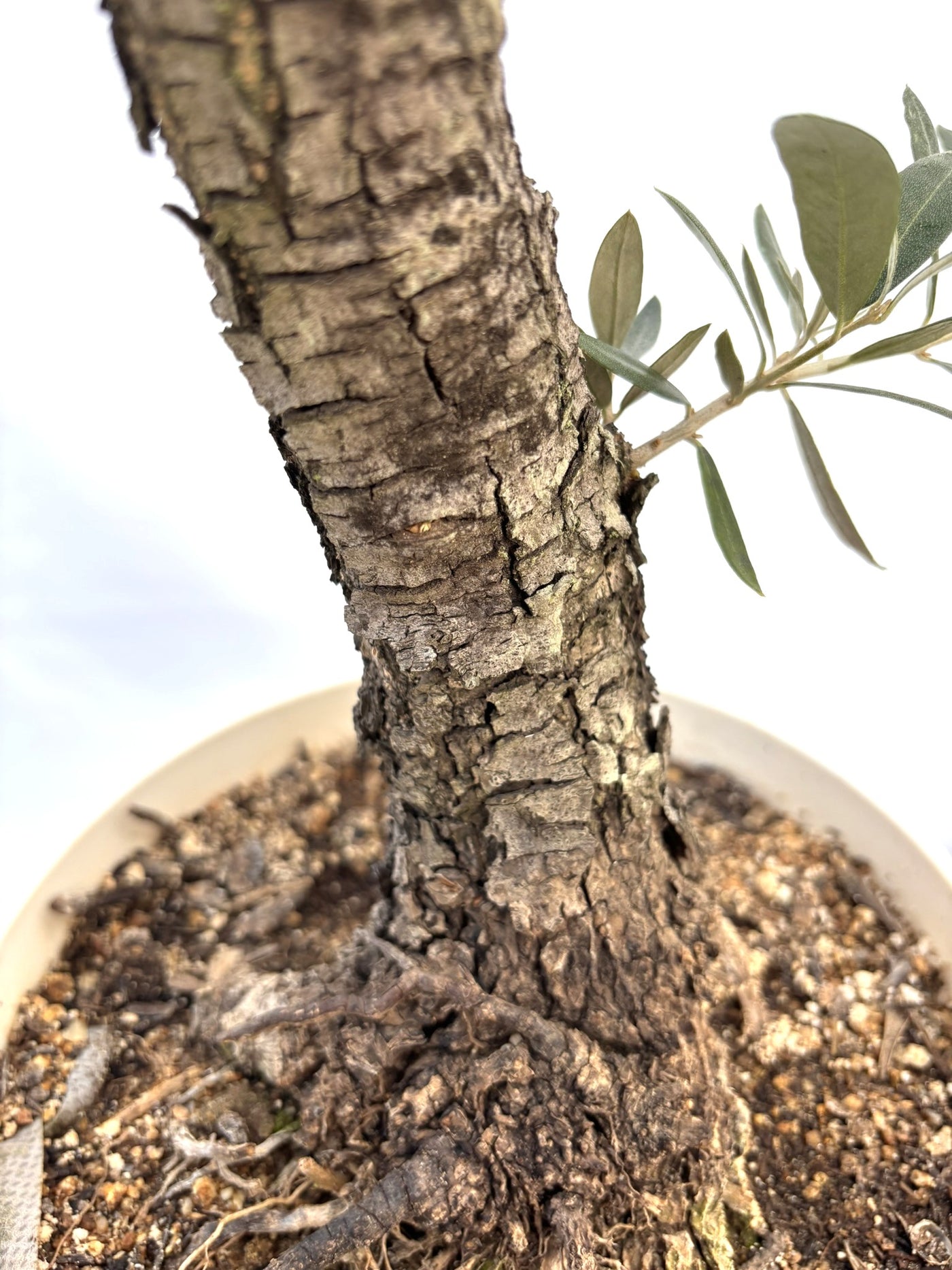 NEWピクアル（オリーブの木）｜Sサイズ｜NO.10822｜約90cm｜人気・銀葉・自家受粉