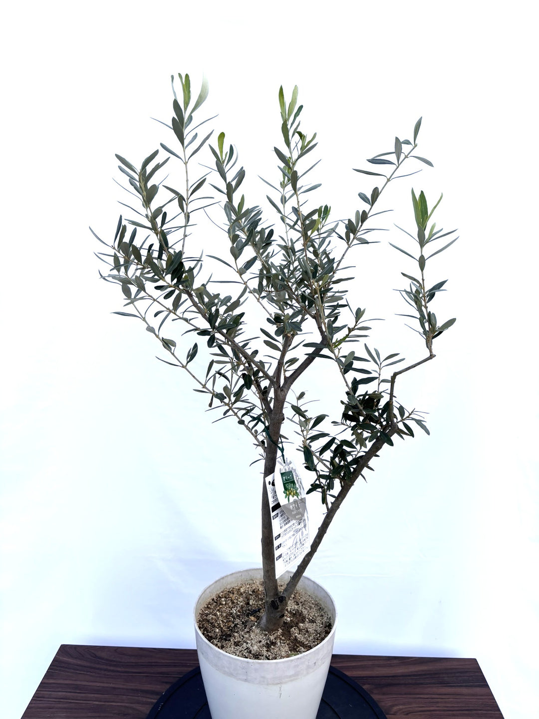 希少品種 - 株式会社鶴亀園