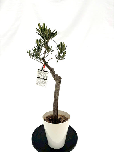 NEWシプレシーノ（オリーブの木）｜Sサイズ｜NO.10824｜約95cm｜人気