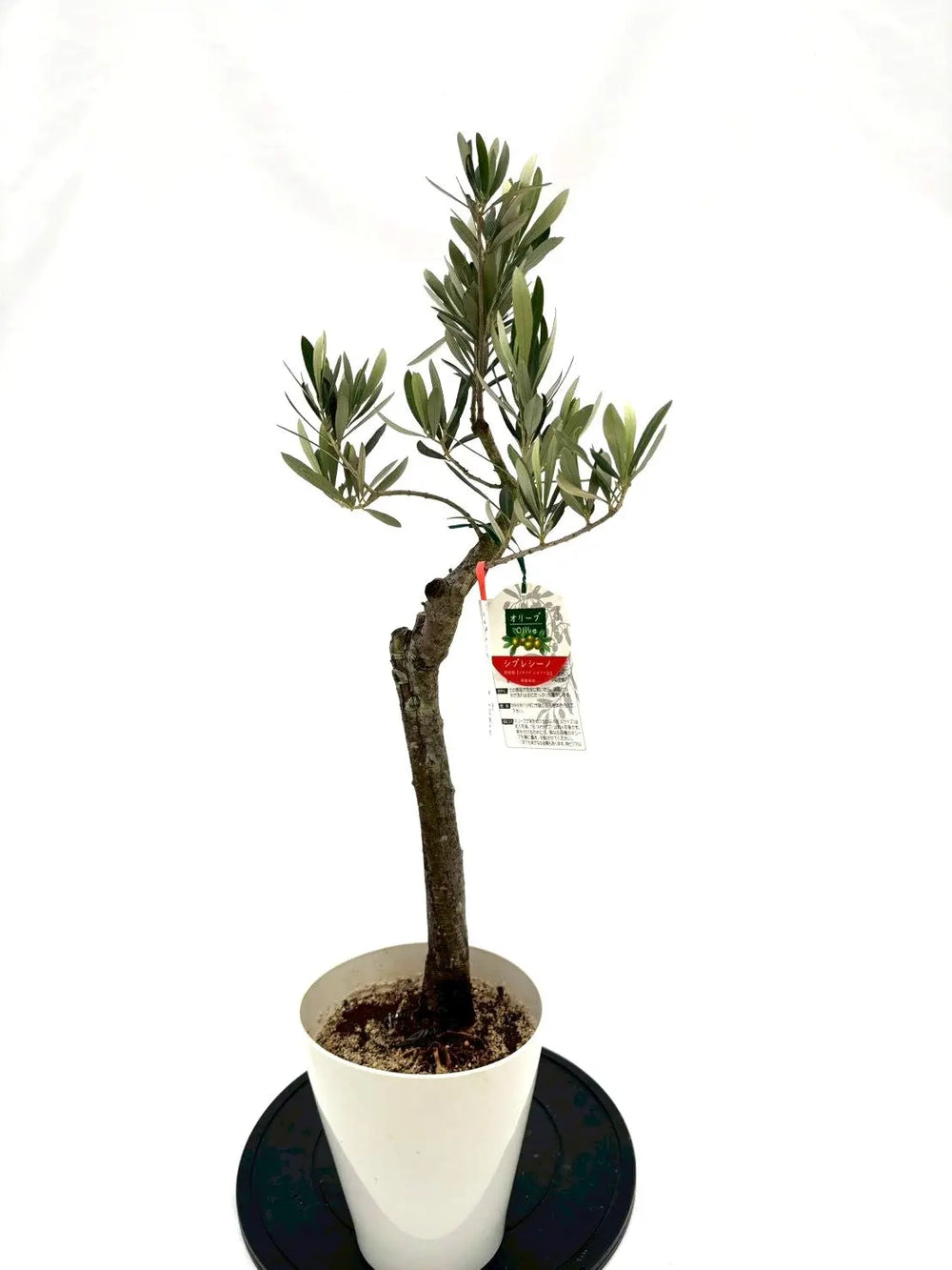 風格ある古木オリーブ - 株式会社鶴亀園