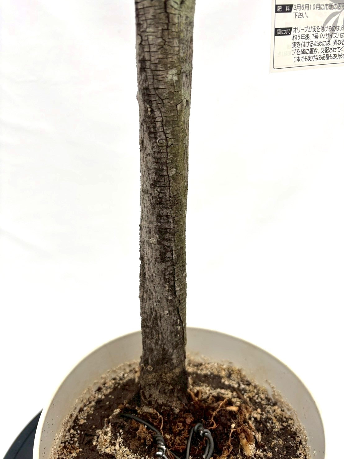 NEWシプレシーノ（オリーブの木）｜Sサイズ｜NO.10824｜約95cm｜人気