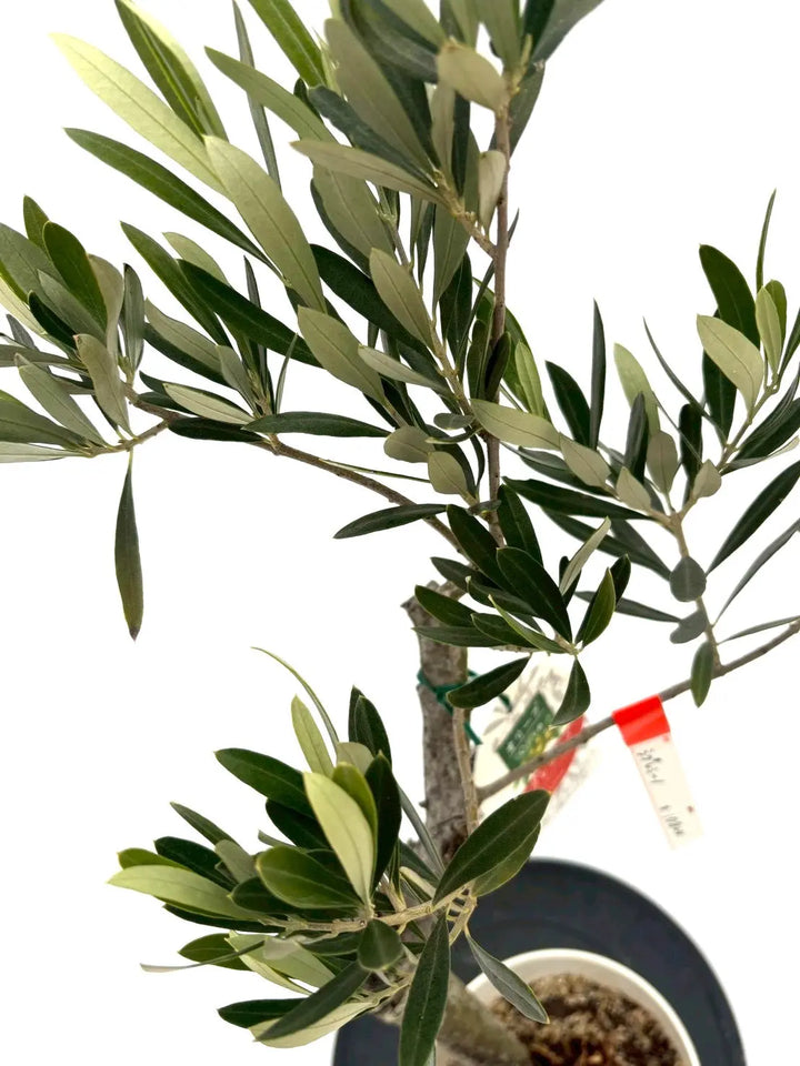 NEWシプレシーノ（オリーブの木）｜Sサイズ｜NO.10824｜約95cm｜人気