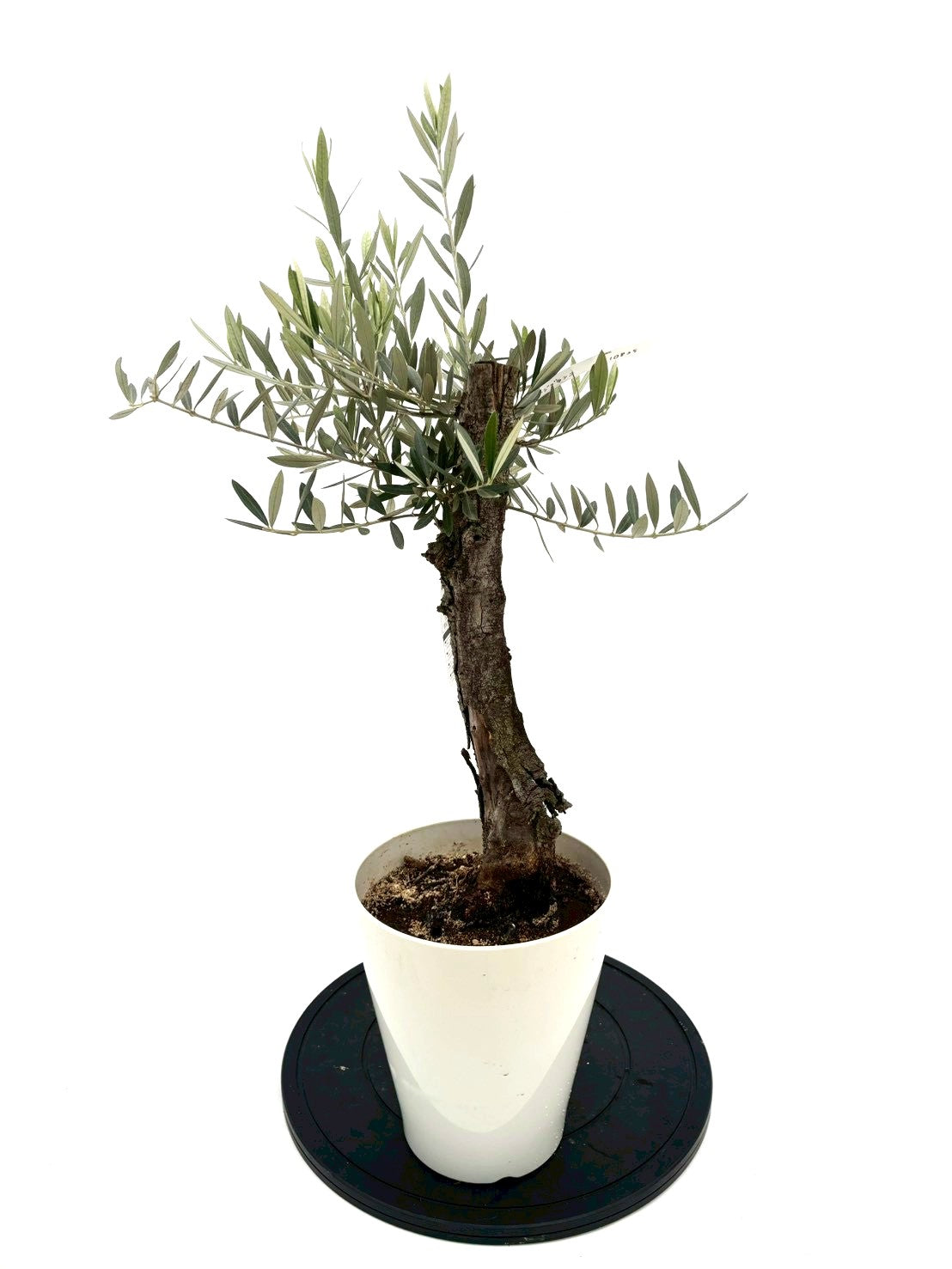 NEWホジブランコ（オリーブの木）｜Sサイズ｜NO.10825｜約90cm｜人気