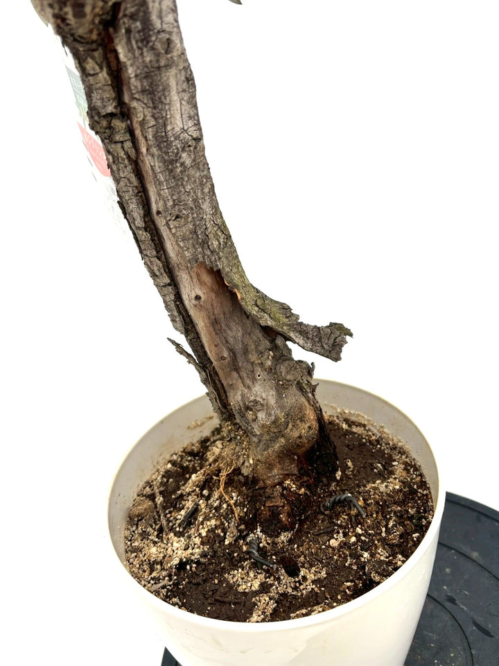 NEWホジブランコ（オリーブの木）｜Sサイズ｜NO.10825｜約90cm｜人気