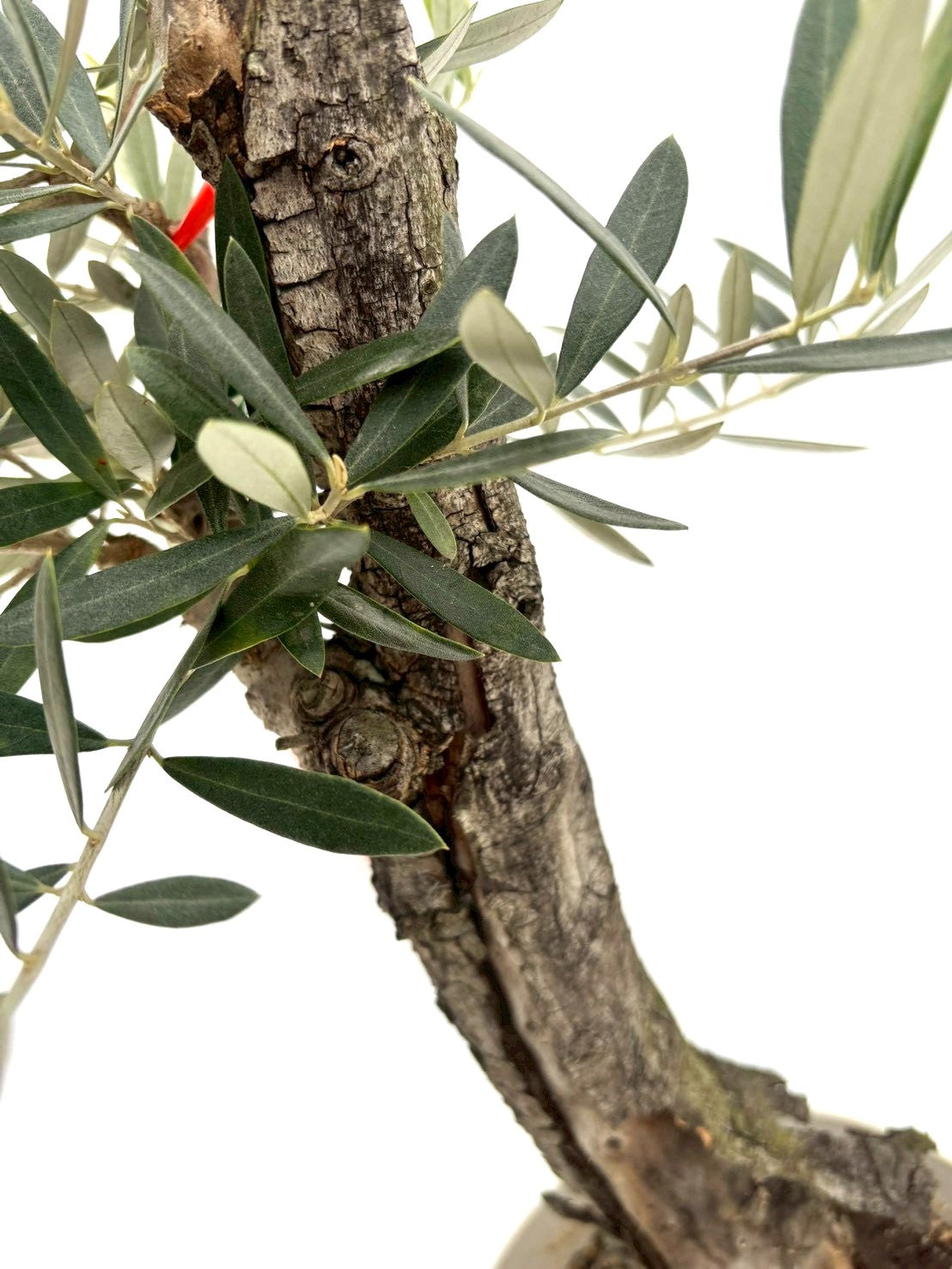 NEWホジブランコ（オリーブの木）｜Sサイズ｜NO.10825｜約90cm｜人気