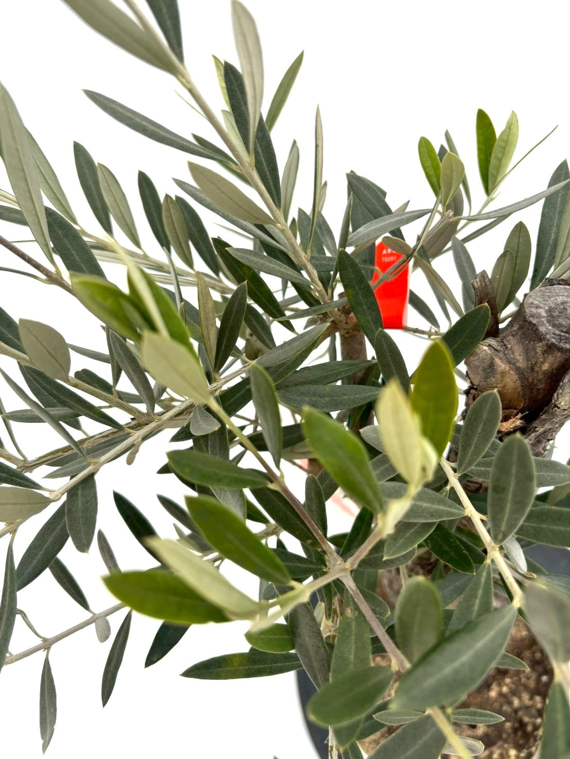 NEWホジブランコ（オリーブの木）｜Sサイズ｜NO.10825｜約90cm｜人気