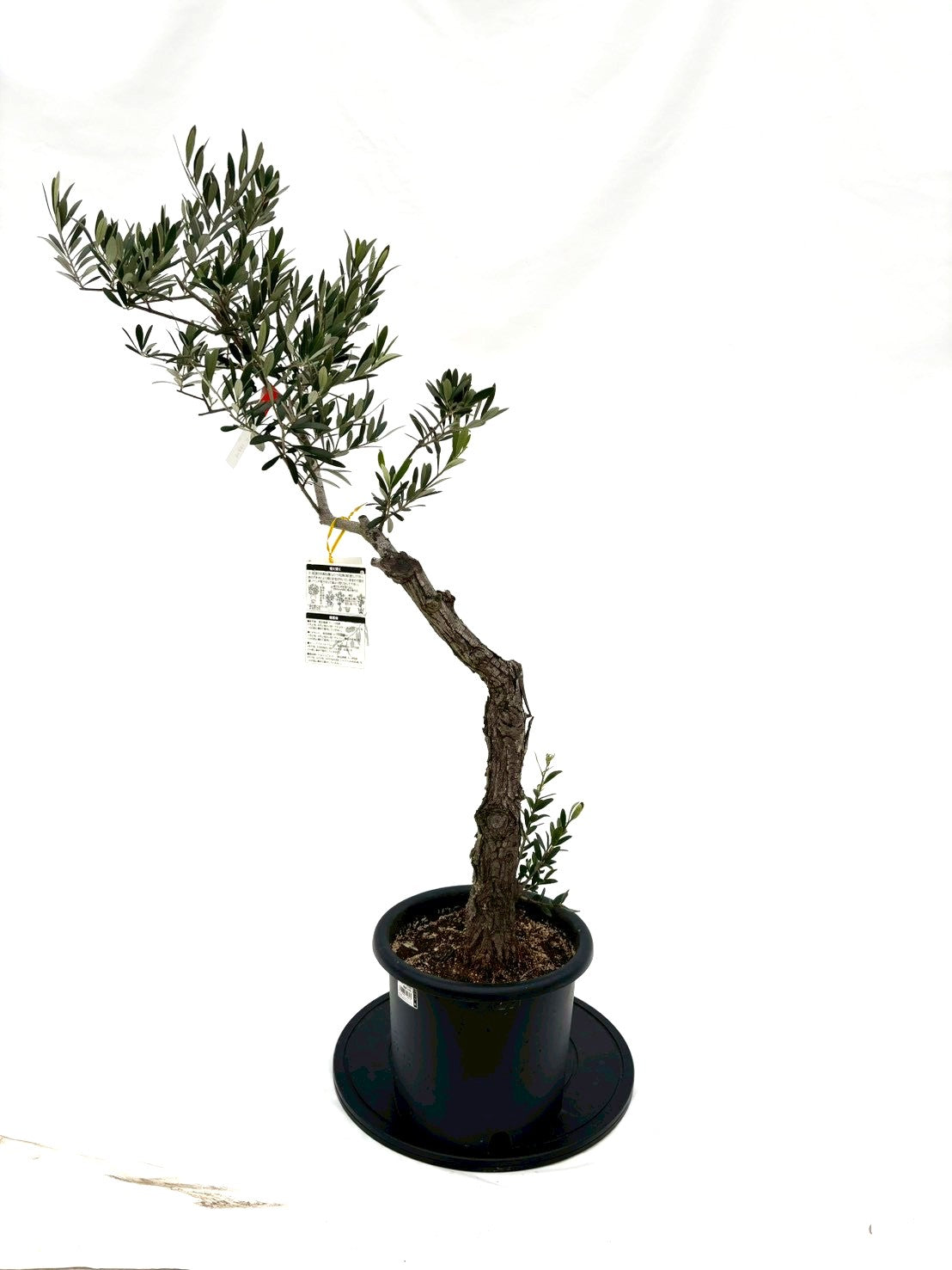 NEWネバディロブランコ（オリーブの木）｜Mサイズ｜NO.10826｜約115cm