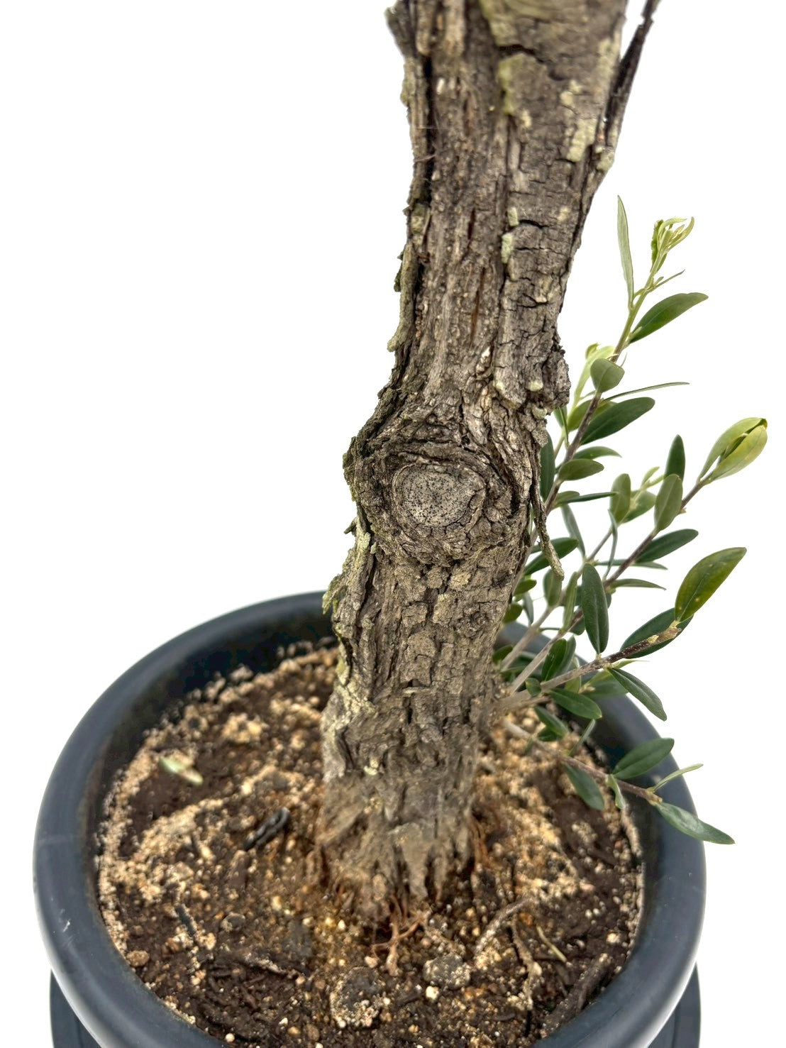 NEWネバディロブランコ（オリーブの木）｜Mサイズ｜NO.10826｜約115cm