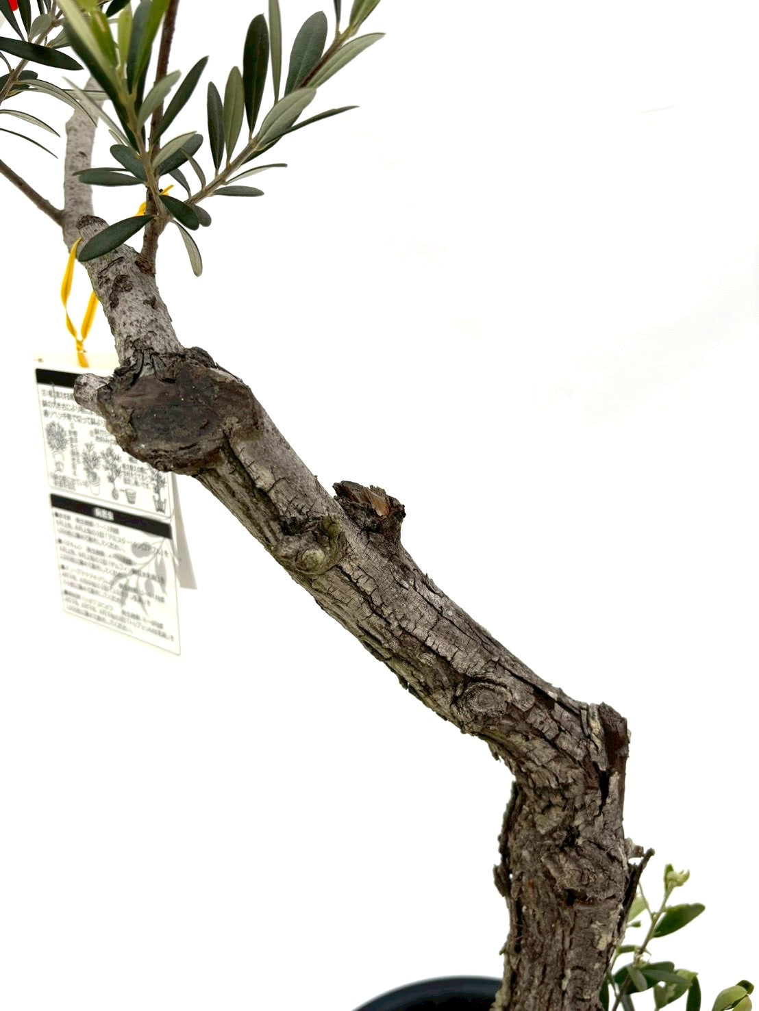 NEWネバディロブランコ（オリーブの木）｜Mサイズ｜NO.10826｜約115cm