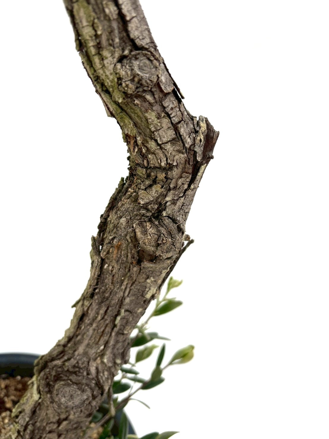 NEWネバディロブランコ（オリーブの木）｜Mサイズ｜NO.10826｜約115cm