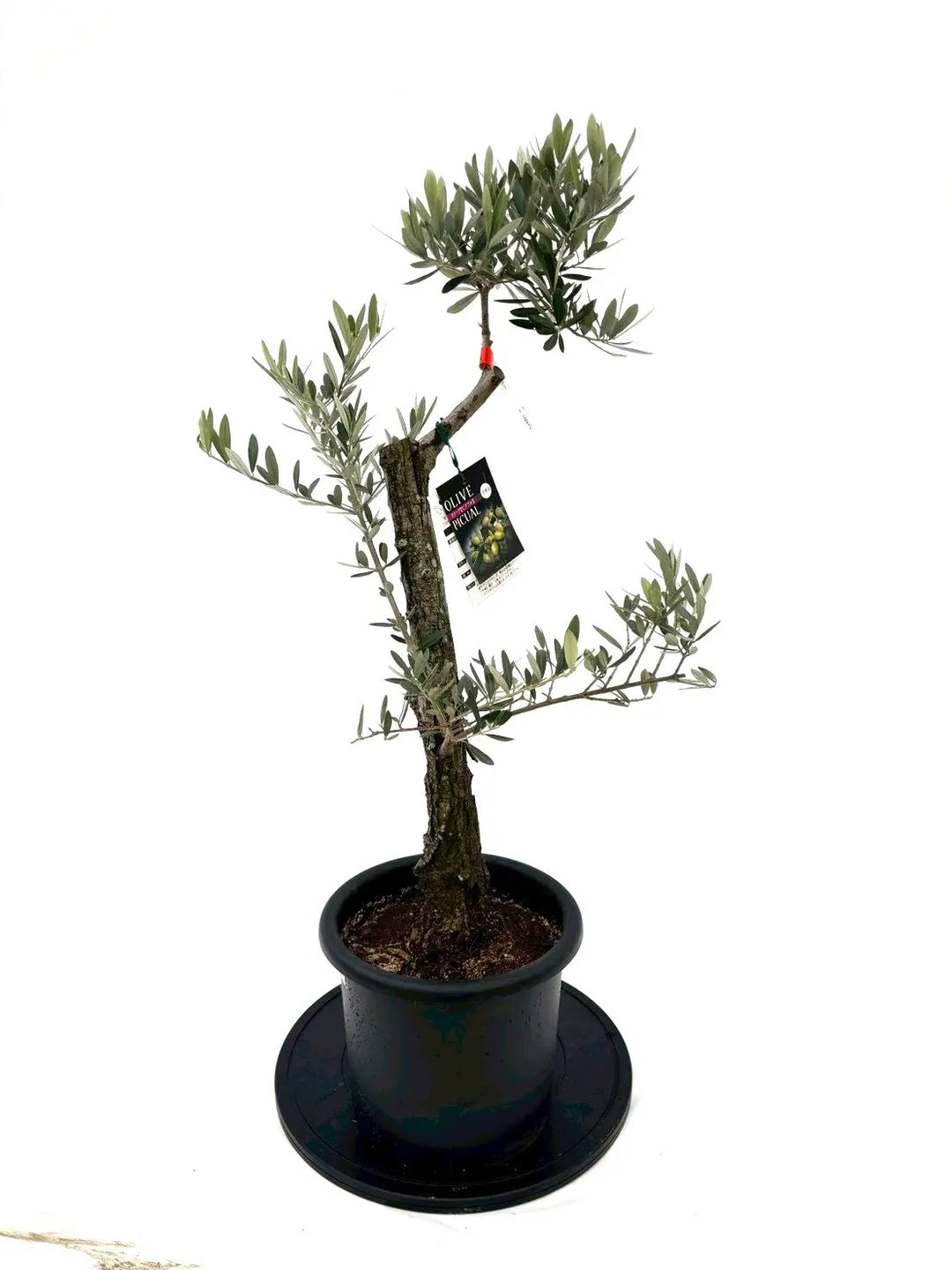 風格ある古木オリーブ - 株式会社鶴亀園