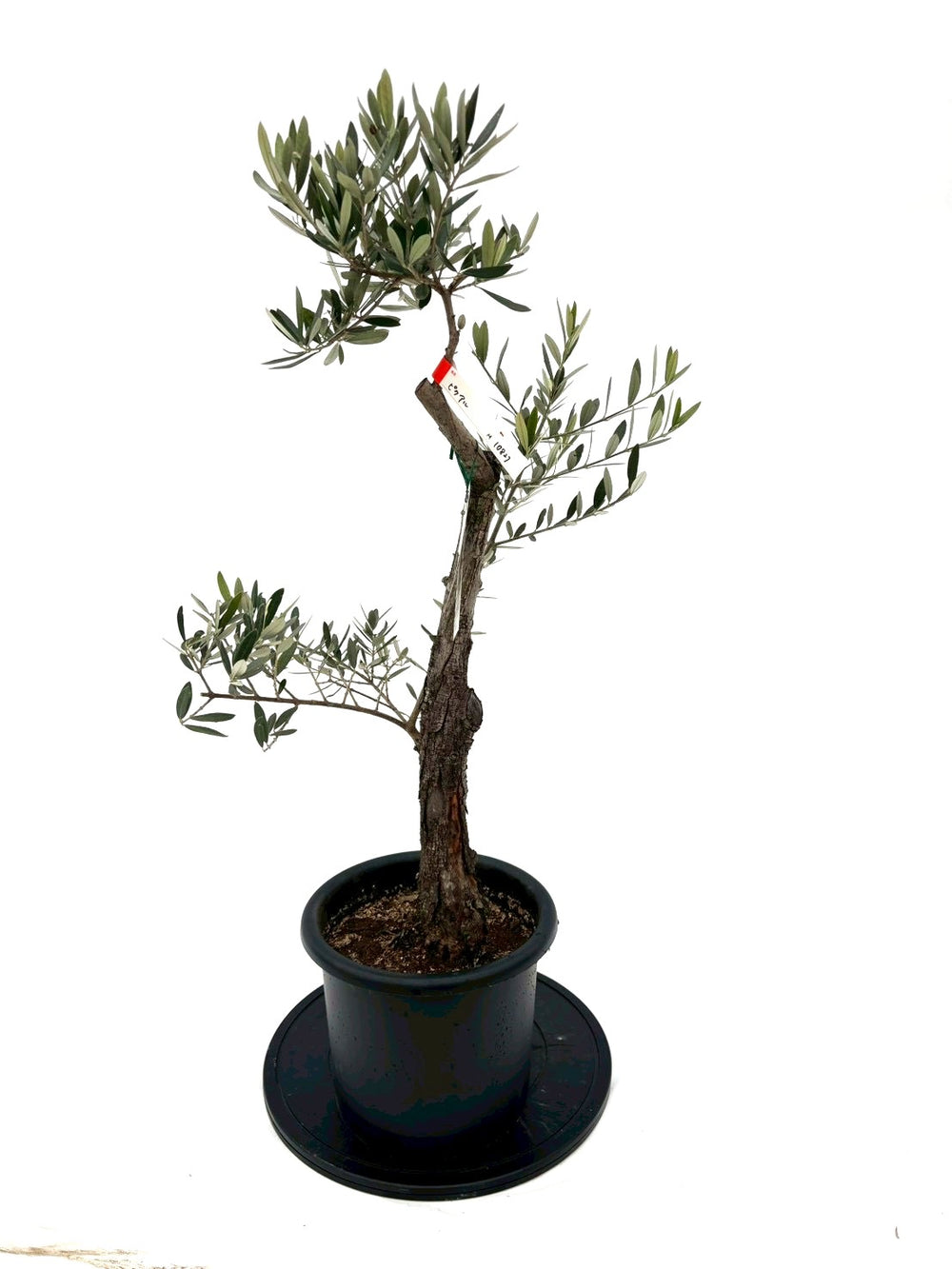 ⭐︎品種不明②⭐︎ オリーブ　盆栽　古木　オリーブの木 ⭐︎品種不明②⭐︎ オリーブ 盆栽 古木 オリーブの木 オリーブ 古木