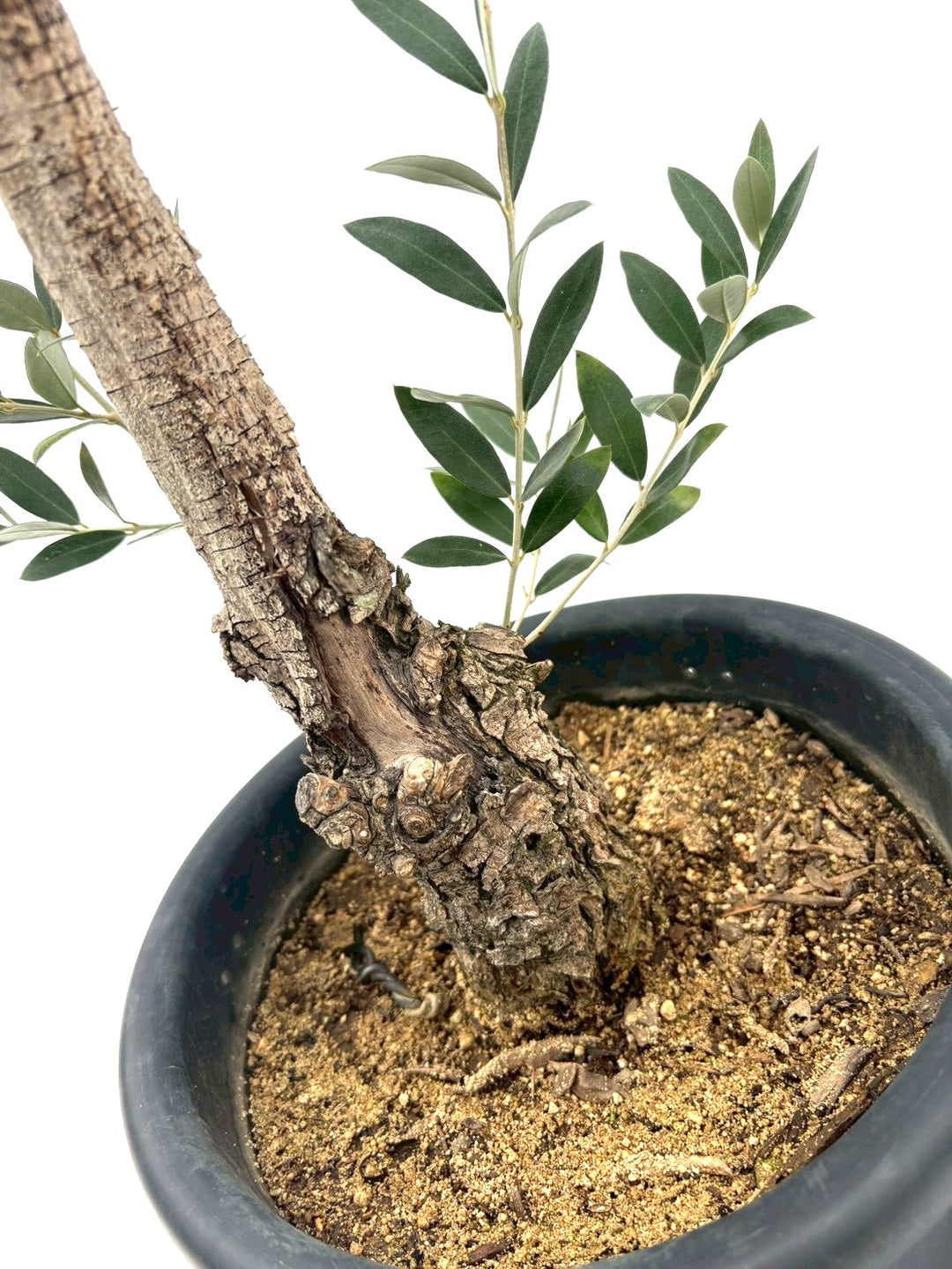 NEWピクアル（オリーブの木）｜Mサイズ｜NO.10828｜約95cm｜人気・銀葉