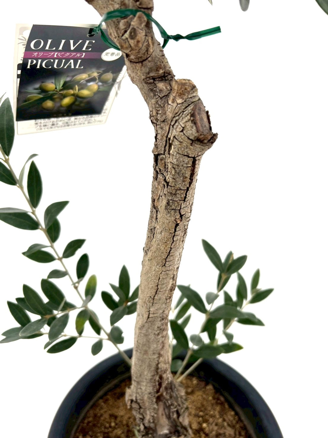 オリーブの木　ピクアル NEWピクアル（オリーブの木）｜Mサイズ｜NO.10828｜約95cm｜人気・銀葉