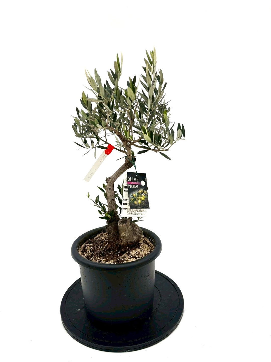 NEWピクアル（オリーブの木）｜Mサイズ｜NO.10829｜約70cm｜人気・銀葉
