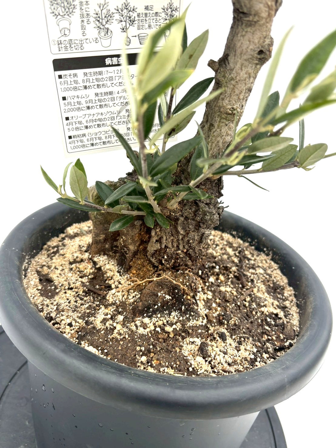 NEWピクアル（オリーブの木）｜Mサイズ｜NO.10829｜約70cm｜人気・銀葉