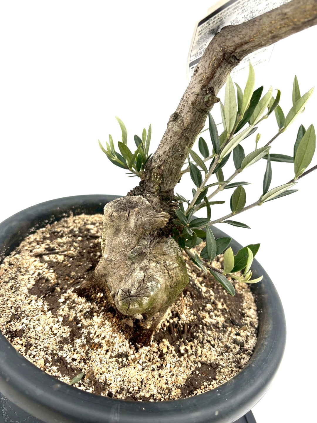 NEWピクアル（オリーブの木）｜Mサイズ｜NO.10829｜約70cm｜人気・銀葉