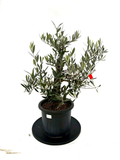 NEWピクアル（オリーブの木）｜Mサイズ｜NO.10830｜約80cm｜人気・銀葉