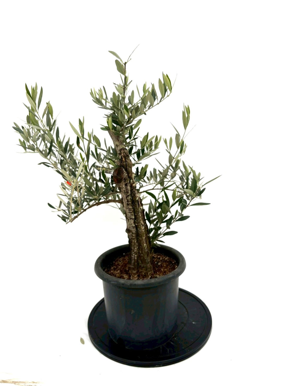 じゅんぴ　オリーブの木　古木 風格ある古木オリーブ - 株式会社鶴亀園