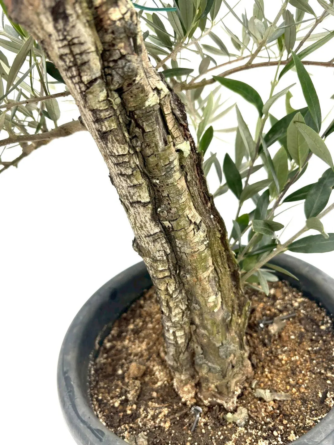 NEWピクアル（オリーブの木）｜Mサイズ｜NO.10830｜約80cm｜人気・銀葉