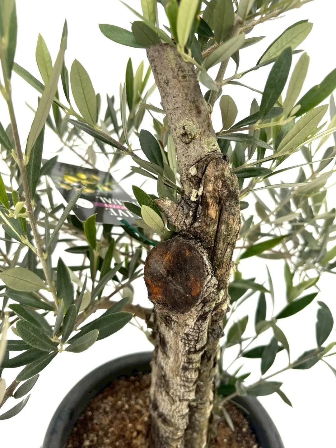 NEWピクアル（オリーブの木）｜Mサイズ｜NO.10830｜約80cm｜人気・銀葉