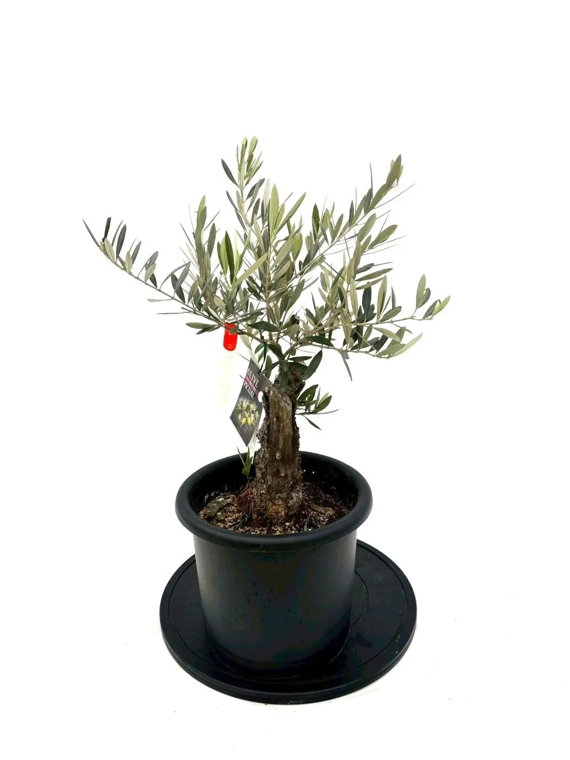 NEWピクアル（オリーブの木）｜Mサイズ｜NO.10833｜約70cm｜人気・銀葉