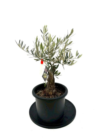 NEWピクアル（オリーブの木）｜Mサイズ｜NO.10833｜約70cm｜人気・銀葉・自家受粉