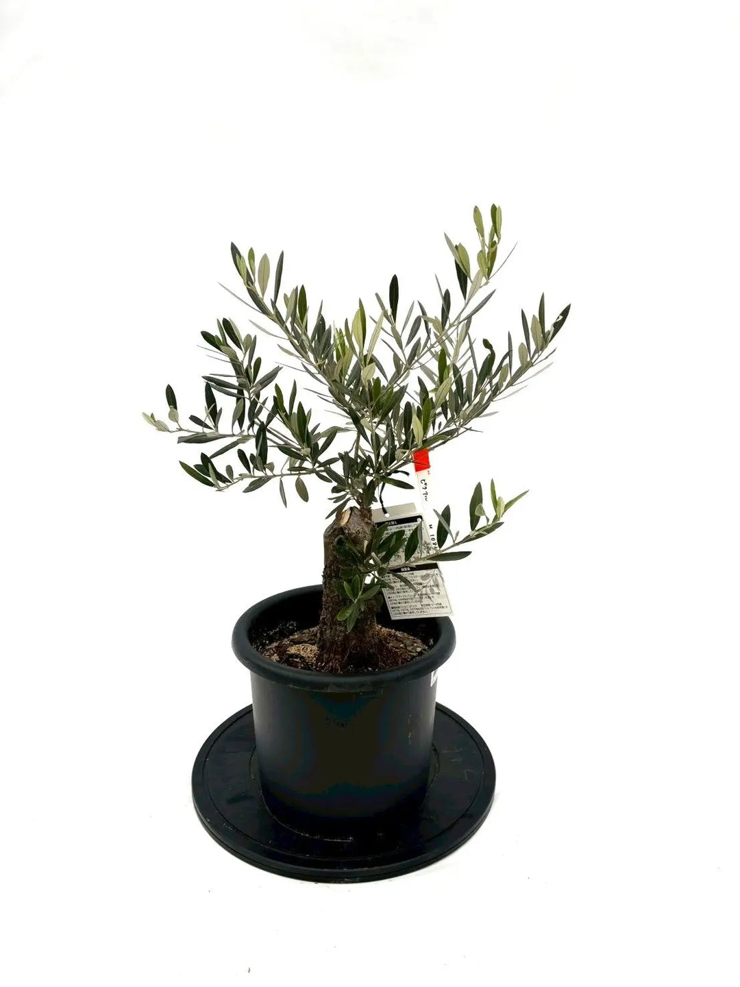 NEWピクアル(オリーブの木)|Mサイズ|NO.10833|約70cm|人気・銀葉 NEWピクアル(オリーブの木)|Mサイズ|NO.10833|約70cm|人気・銀葉