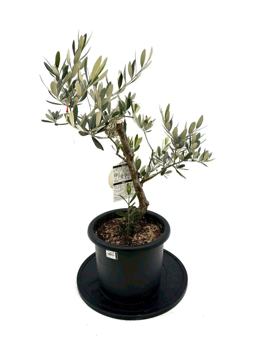 NEWワラサ（オリーブの木）｜Mサイズ｜NO.10834｜約80cm｜希少品種・銀