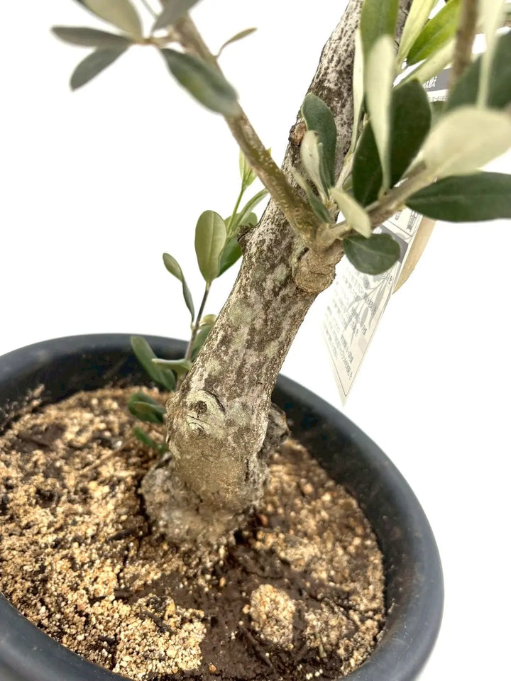 ワラサ オリーブの木　中型 常緑樹 ワラサ オリーブの木中型 常緑樹