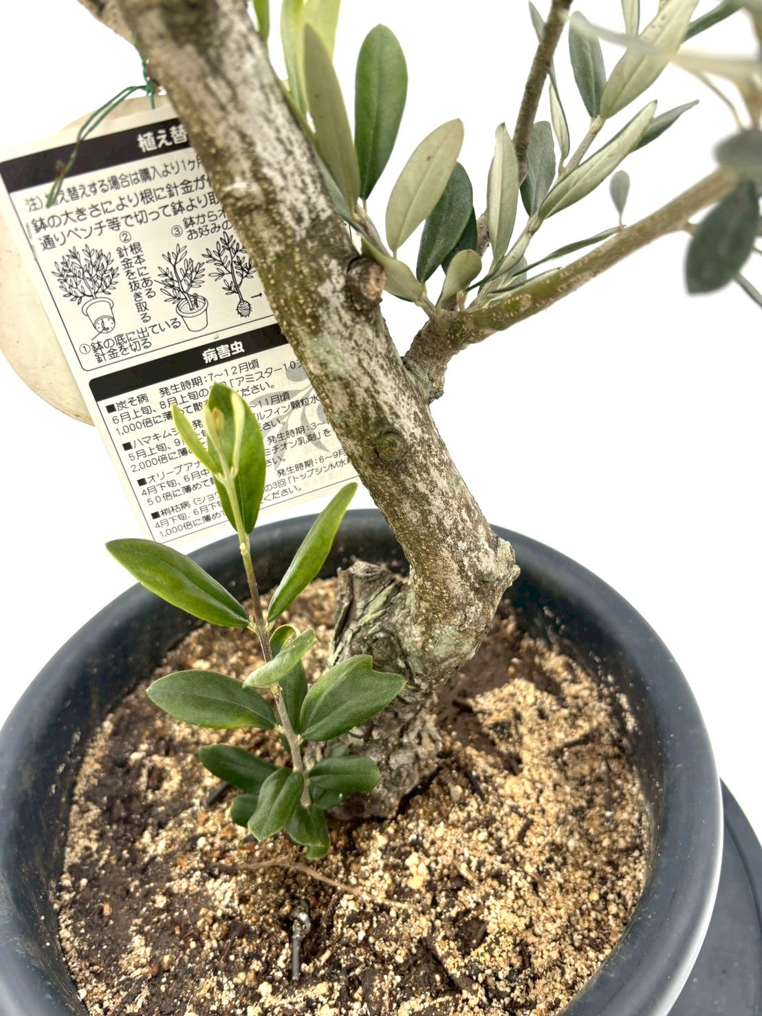 バクテリア 親株サイズ バクテリア 親株サイズ バクテリア 親株サイズ