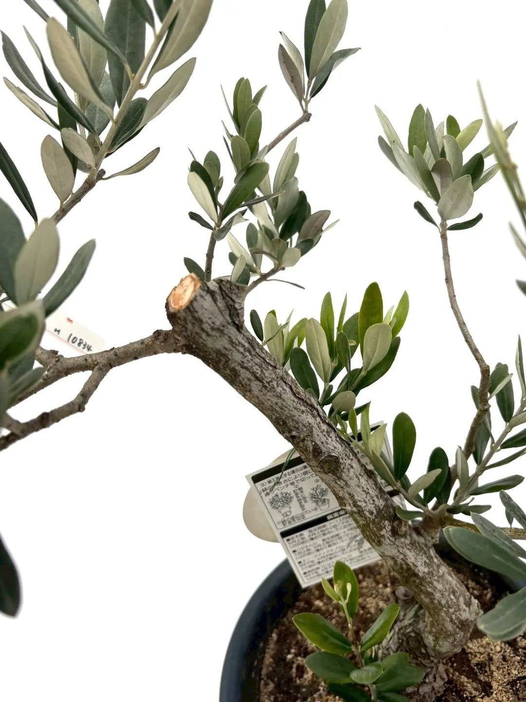 NEWワラサ（オリーブの木）｜Mサイズ｜NO.10834｜約80cm｜希少品種・銀