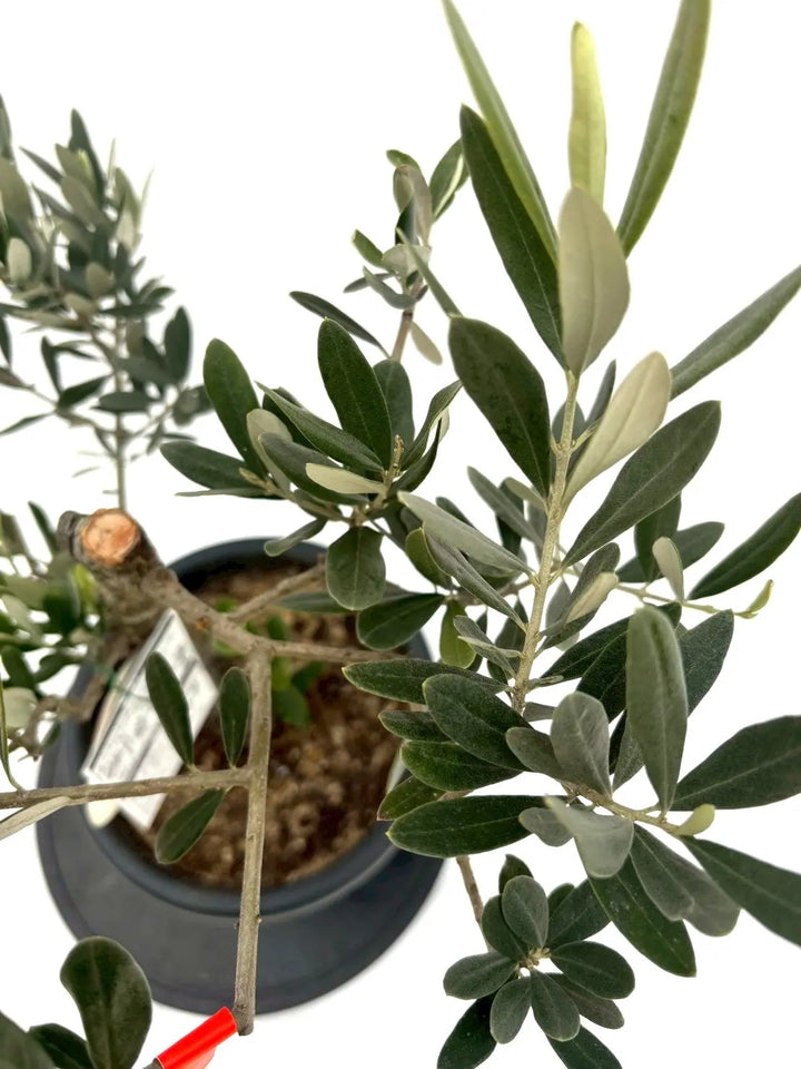 NEWワラサ（オリーブの木）｜Mサイズ｜NO.10834｜約80cm｜希少品種・銀