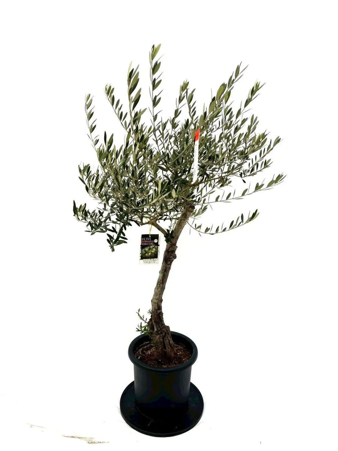 NEWネバディロブランコ（オリーブの木）｜Lサイズ｜NO.10835｜約150cm