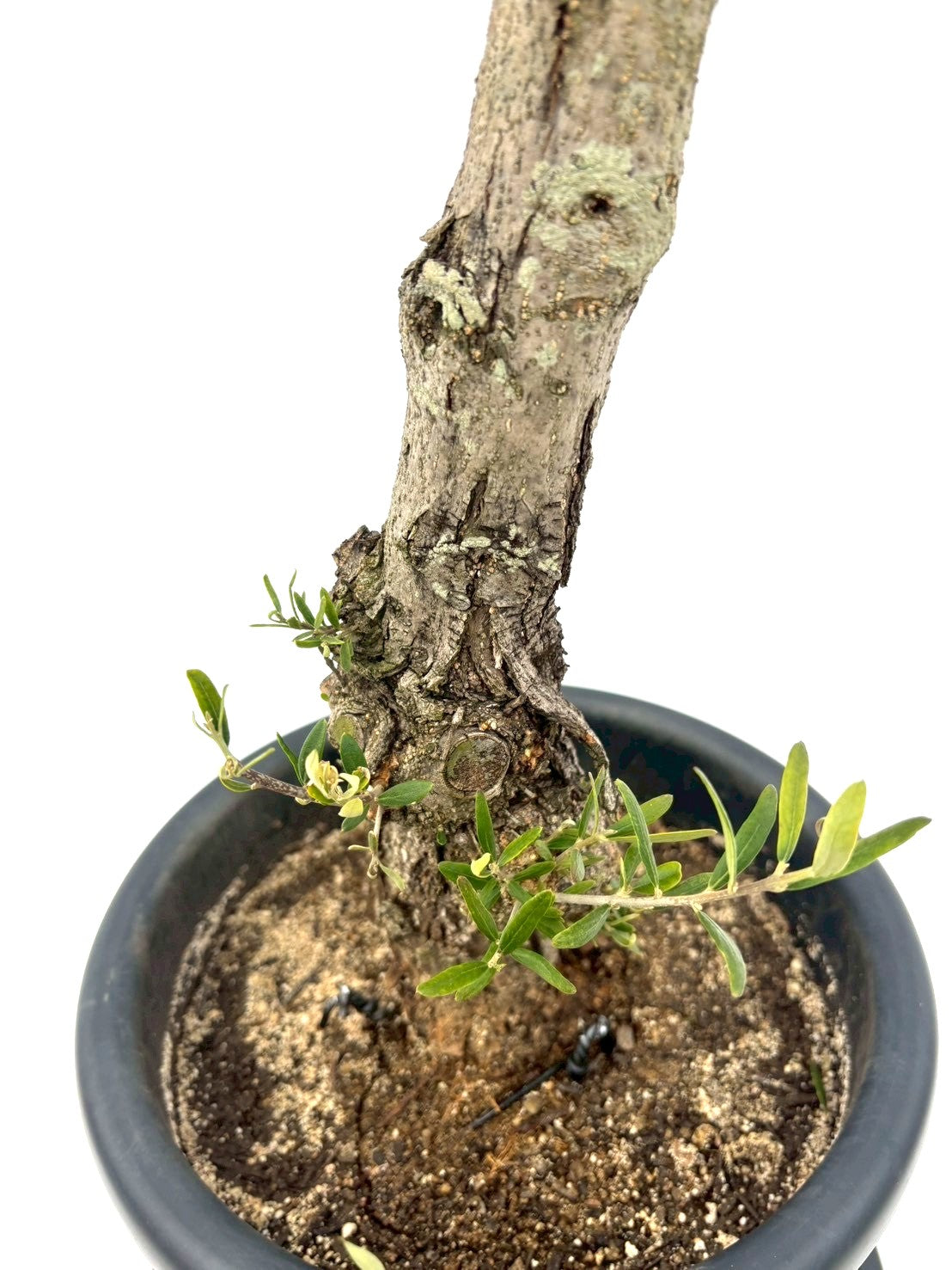 NEWネバディロブランコ（オリーブの木）｜Lサイズ｜NO.10835｜約150cm