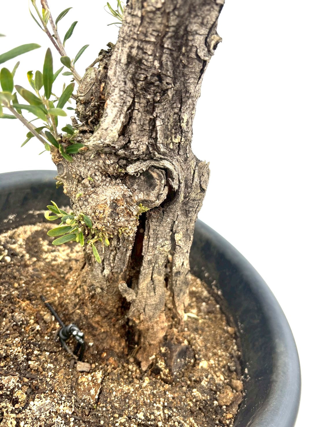 NEWネバディロブランコ（オリーブの木）｜Lサイズ｜NO.10835｜約150cm