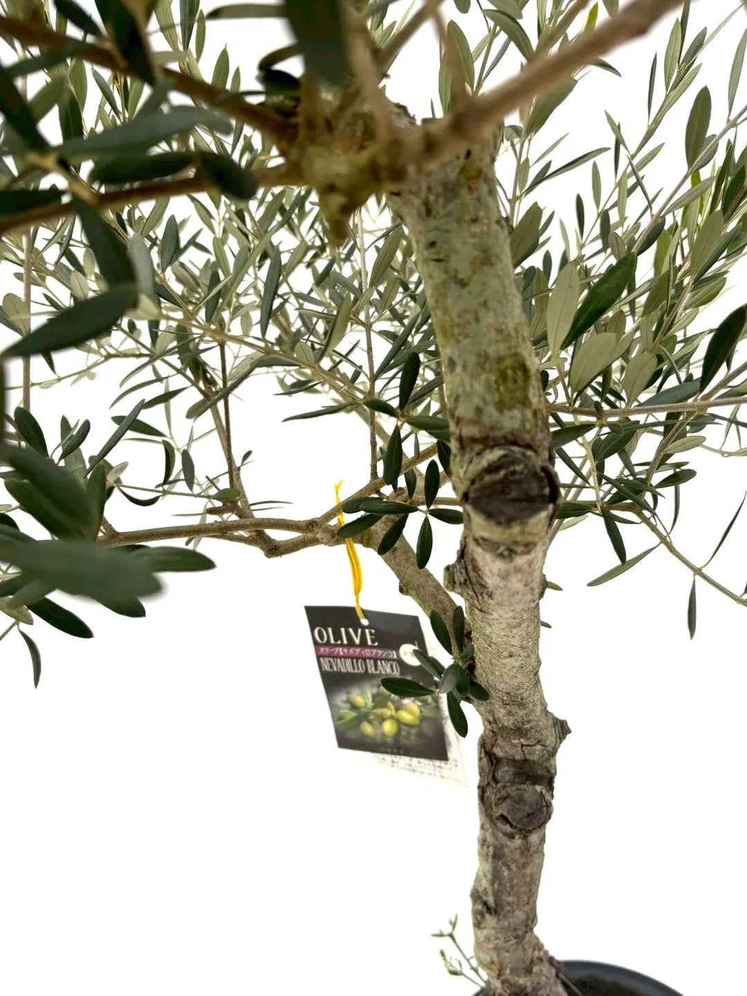 NEWネバディロブランコ（オリーブの木）｜Lサイズ｜NO.10835｜約150cm