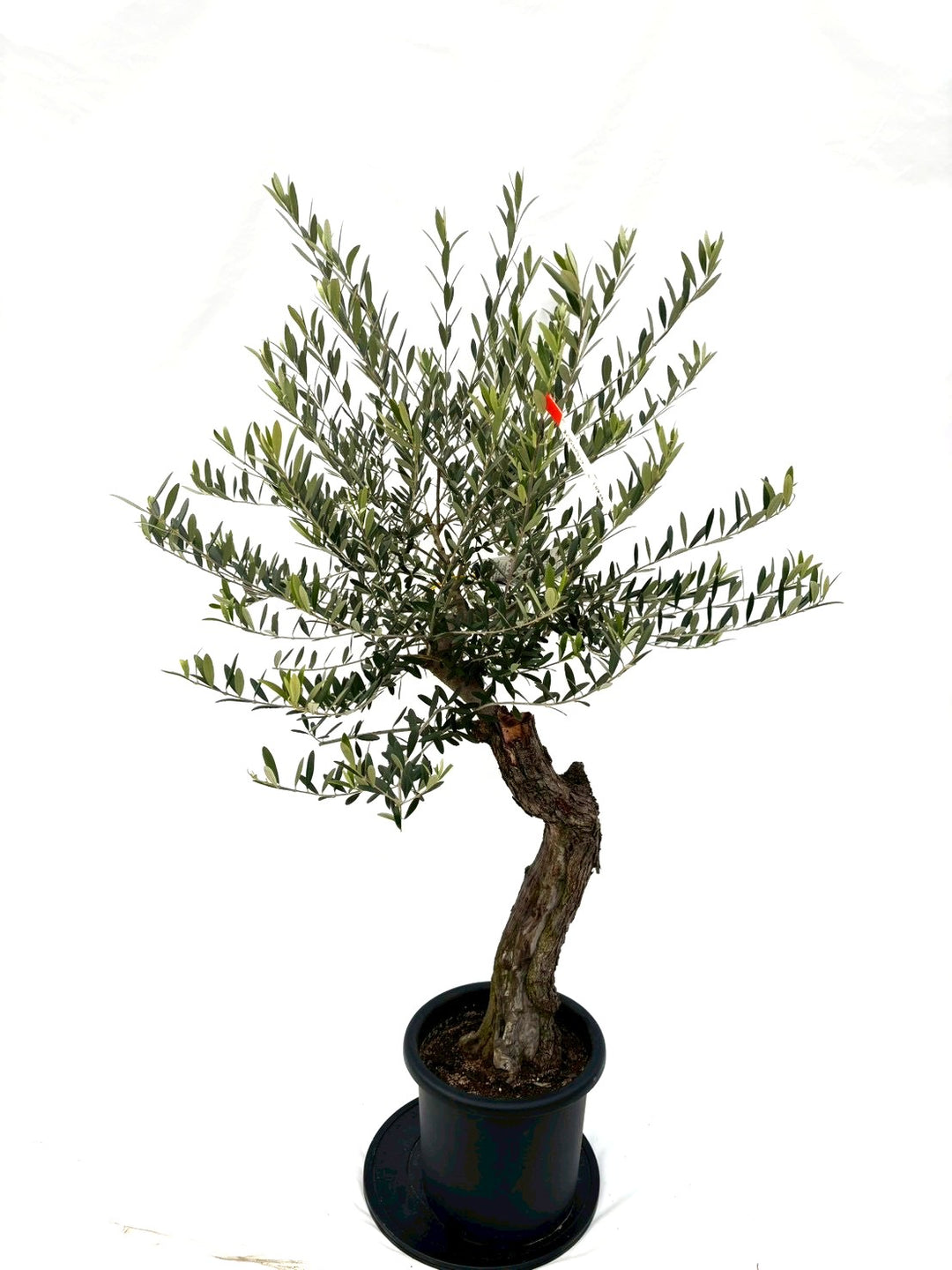 風格ある古木オリーブ - 株式会社鶴亀園