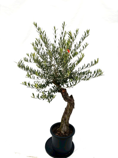 オリーブの木　ネバディロブランコ　7号　約110cm　NO.630　人気　現品 NEWネバディロブランコ（オリーブの木）｜Lサイズ｜NO.10836｜約160cm