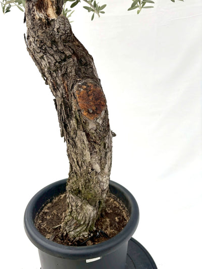 NEWネバディロブランコ（オリーブの木）｜Lサイズ｜NO.10836｜約160cm